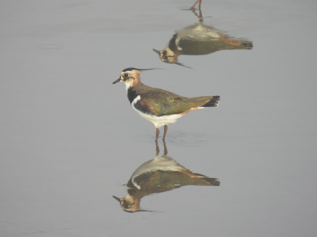 Northern Lapwing - ML612302395