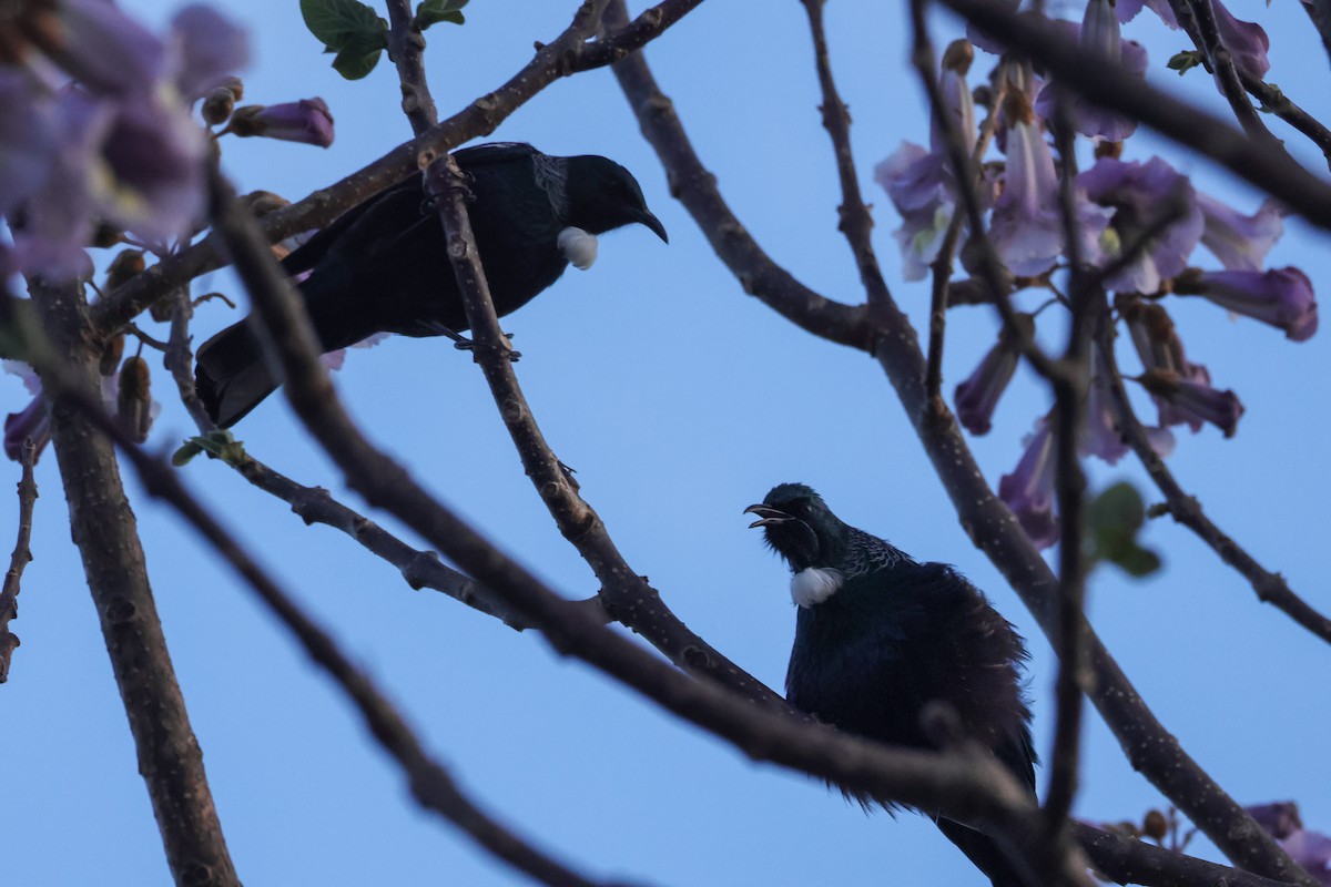 Tui - ML612302421