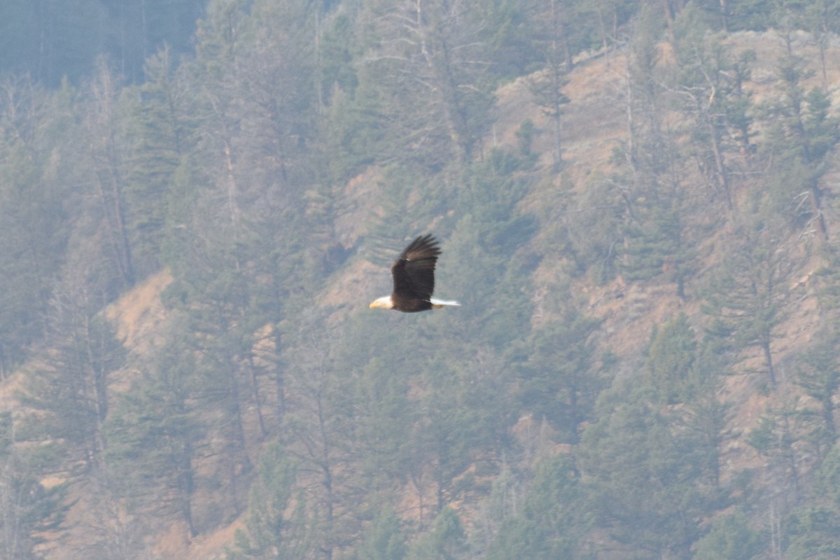 Bald Eagle - ML612302422