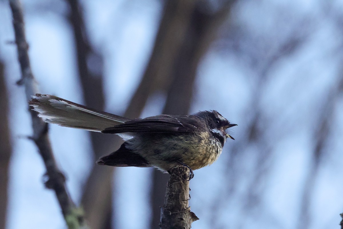 New Zealand Fantail - Louis Hebert