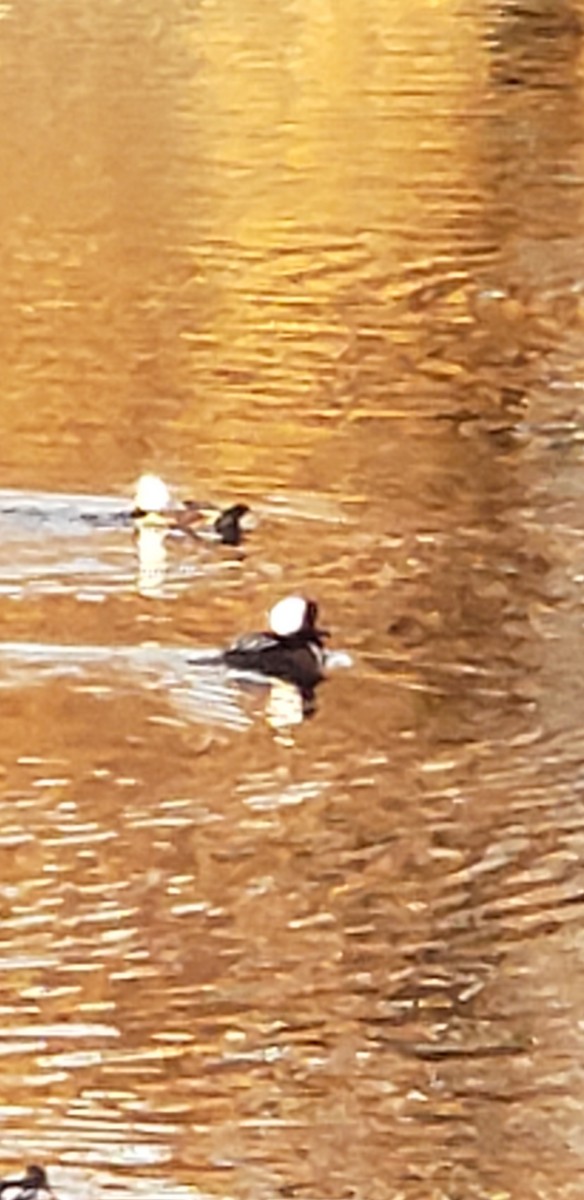 Hooded Merganser - ML612302495