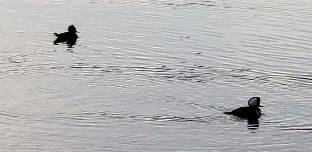 Hooded Merganser - ML612302496