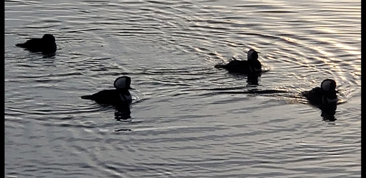 Hooded Merganser - ML612302498