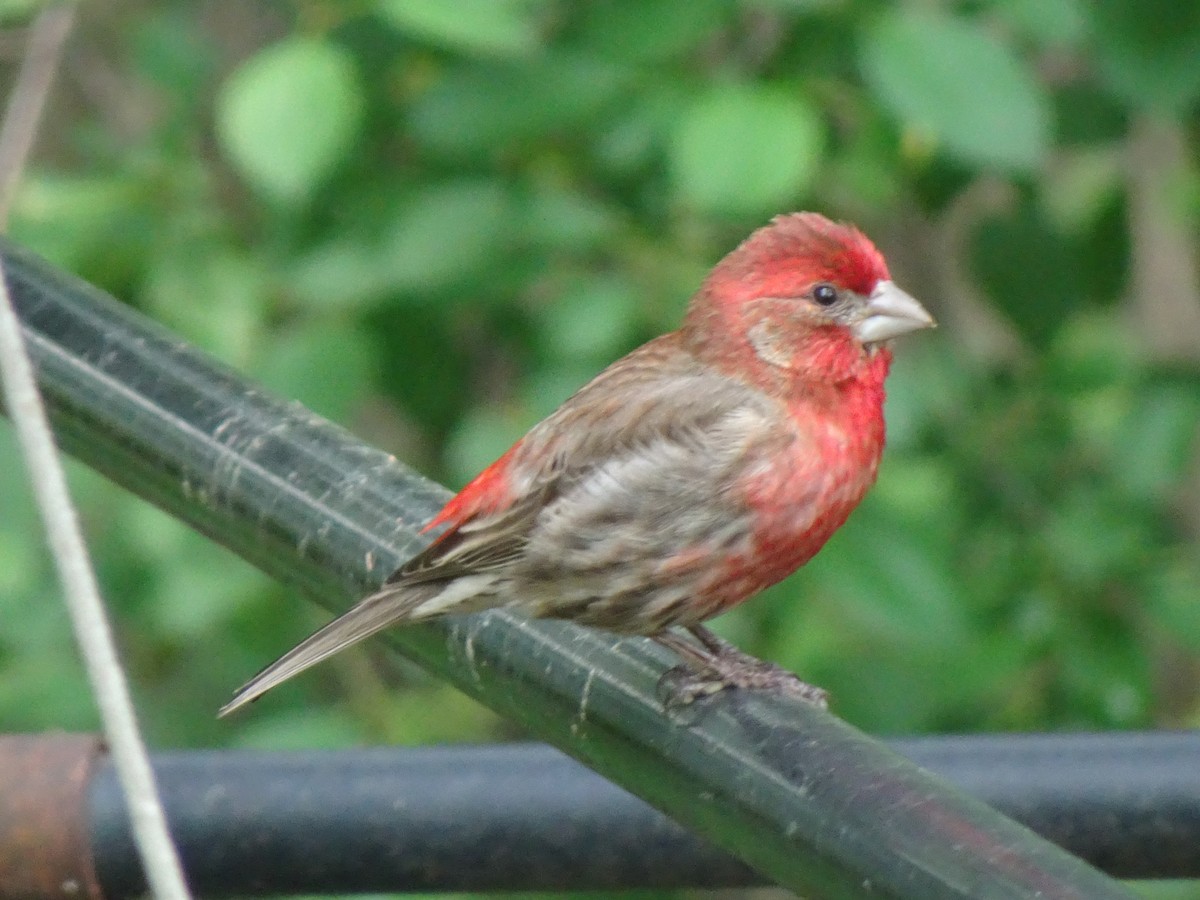 House Finch - ML612302527