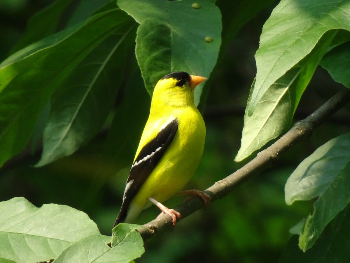 American Goldfinch - Linda Dafoe