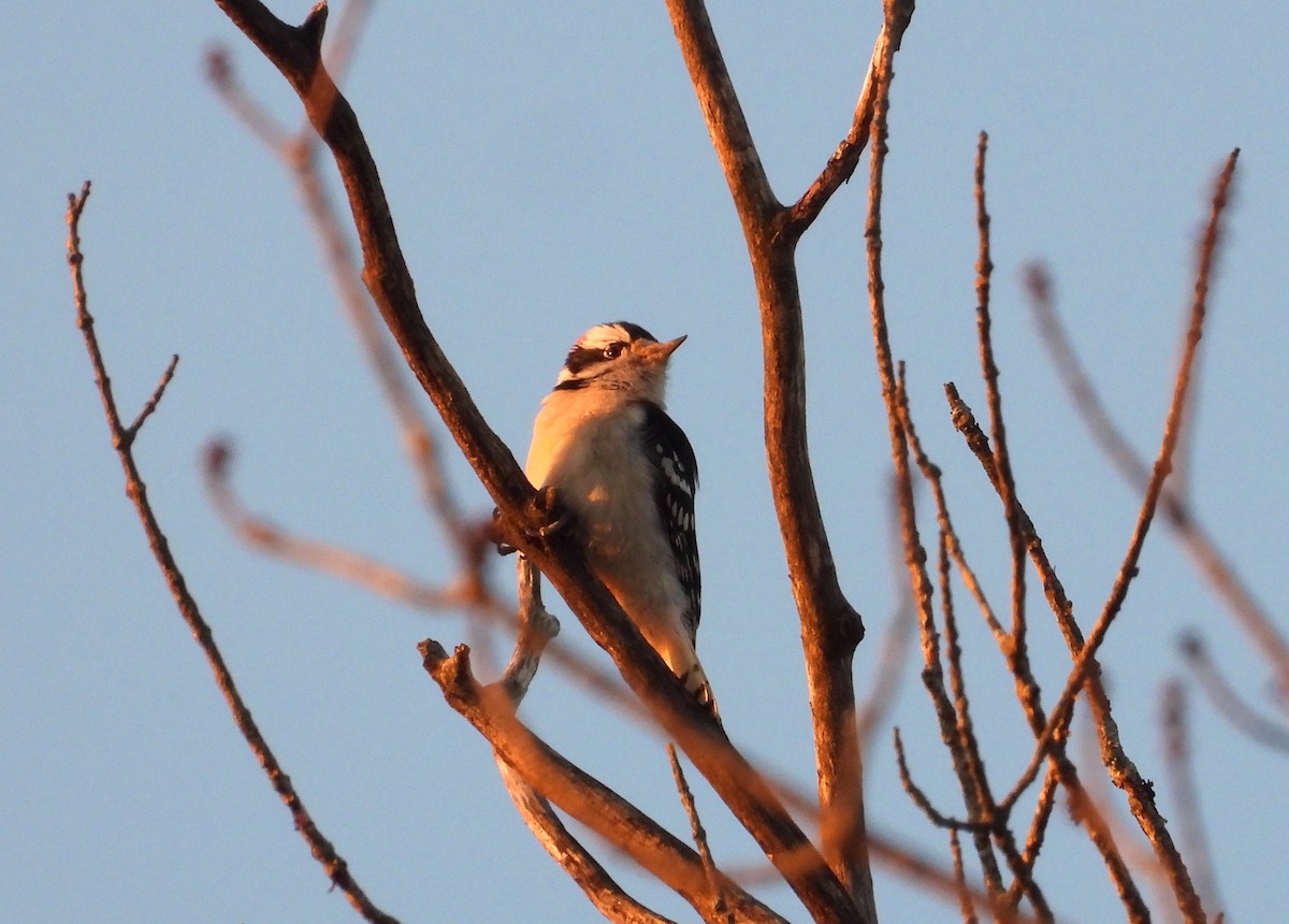 Downy Woodpecker - ML612302536