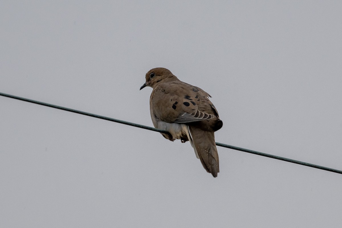 Mourning Dove - ML612302602