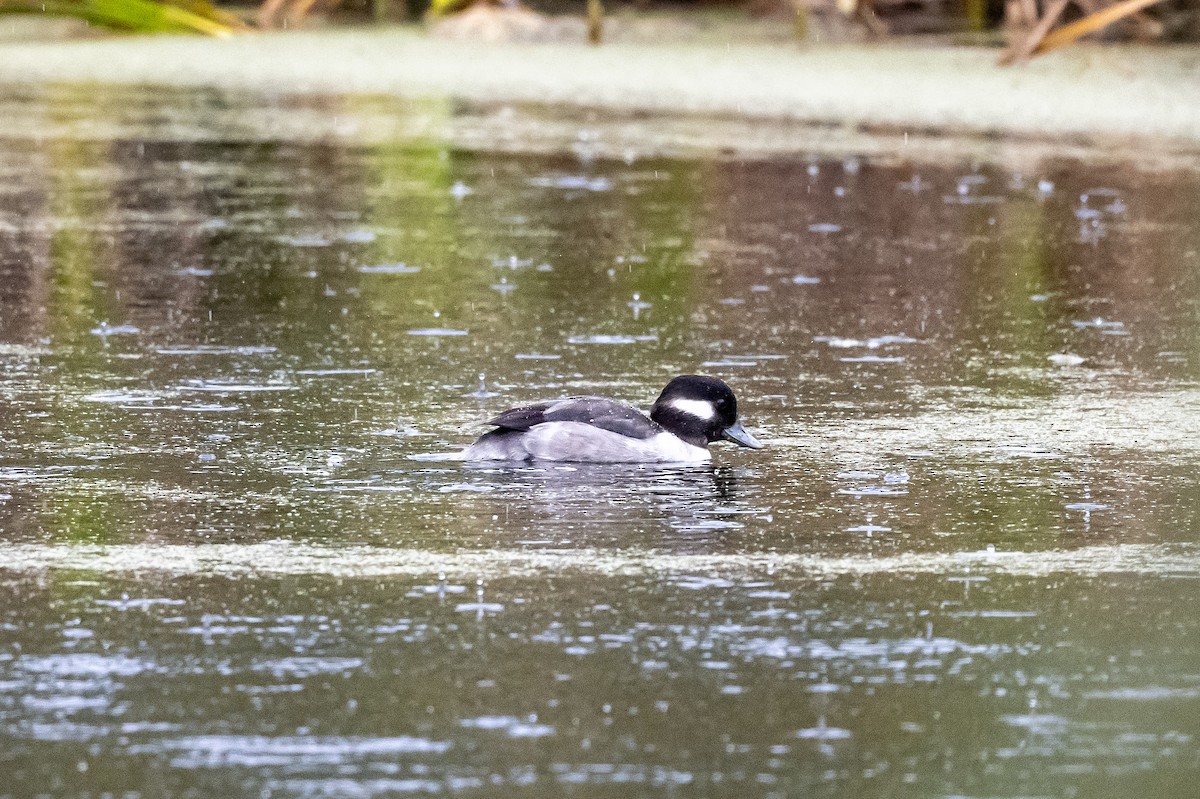 Bufflehead - ML612302683