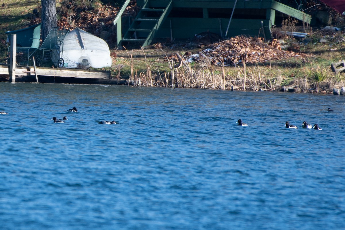 Ring-necked Duck - ML612302738