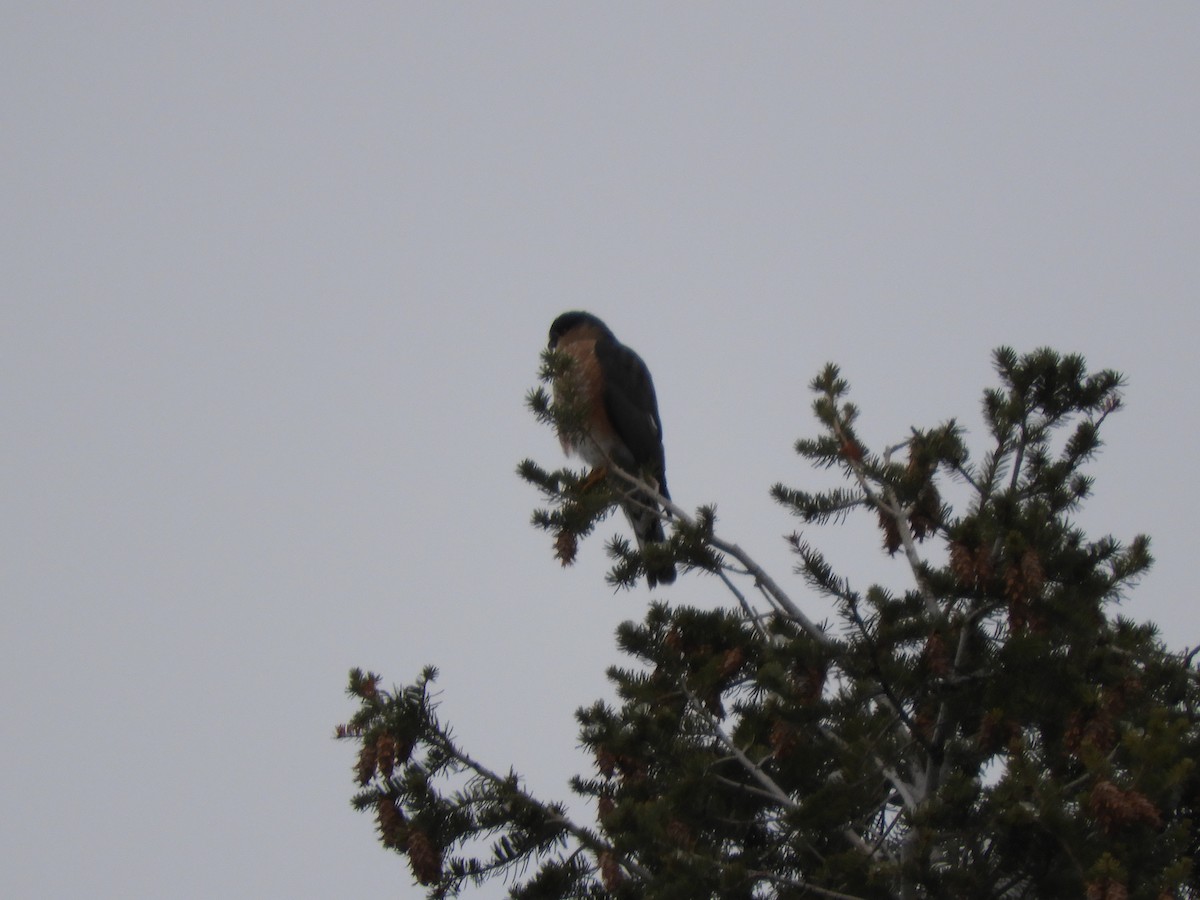 Sharp-shinned Hawk - ML612302855