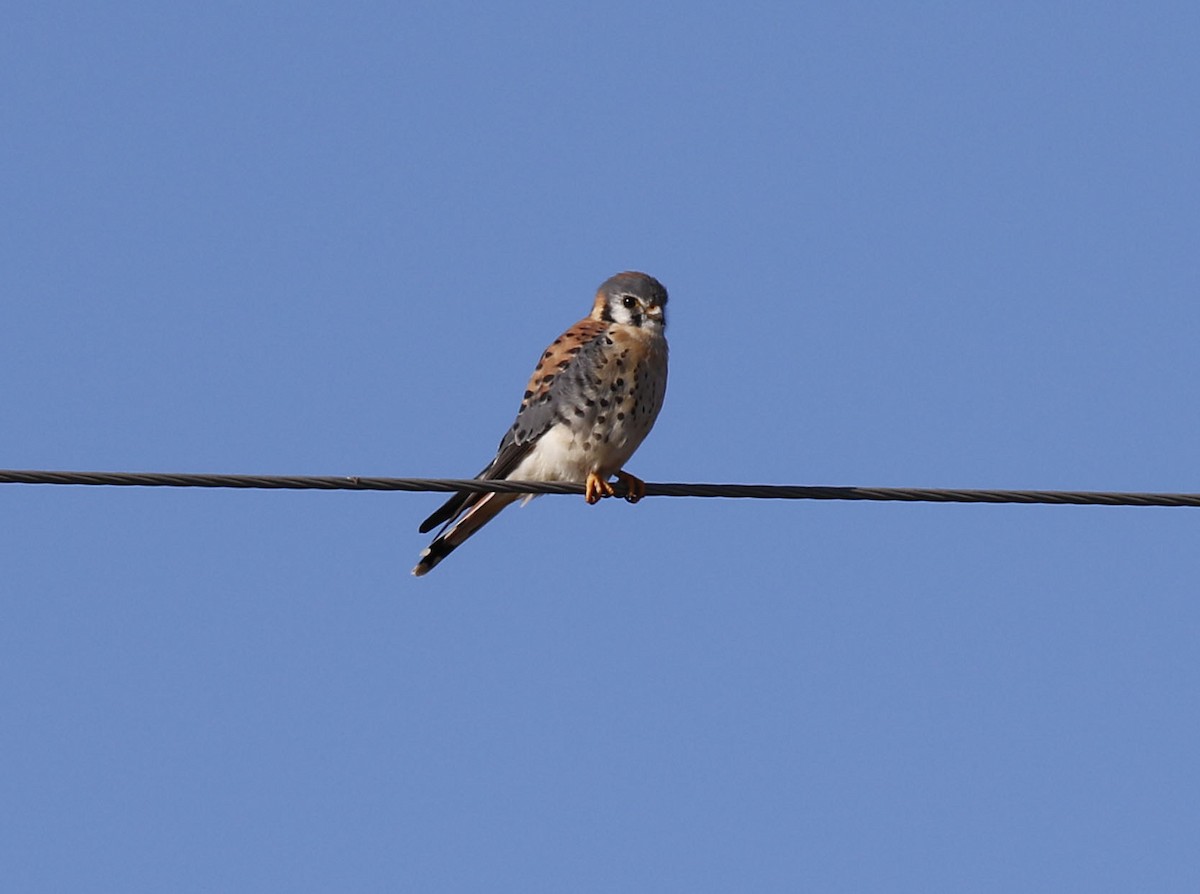 American Kestrel - ML612302884