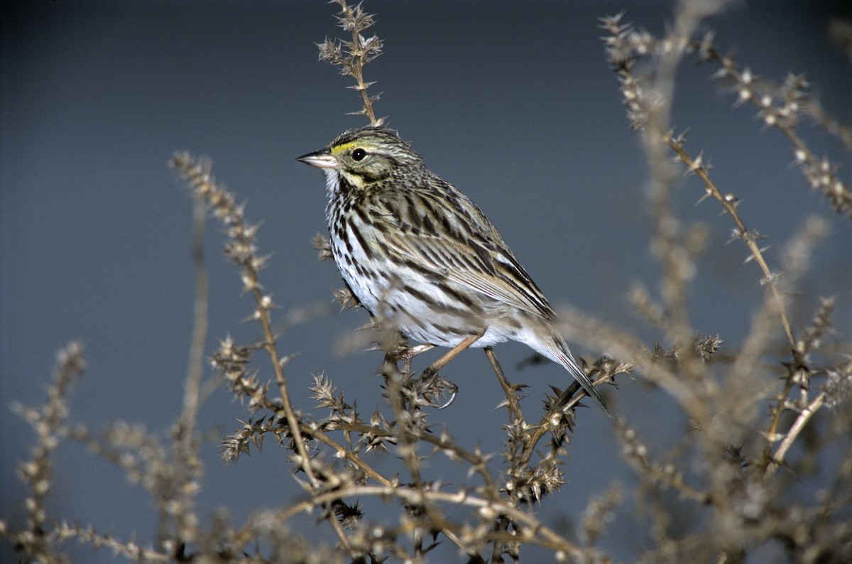 Savannah Sparrow (Belding's) - Rick Bowers