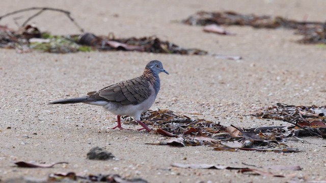 Bar-shouldered Dove - ML612302913