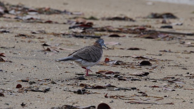 Bar-shouldered Dove - ML612302919