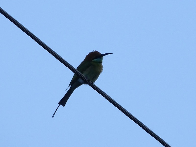 Asian Green Bee-eater - ML612302921