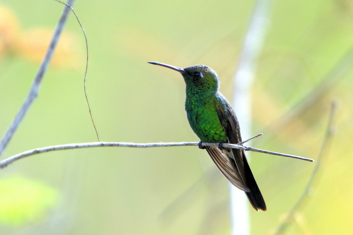 Cuban Emerald - ML612302942