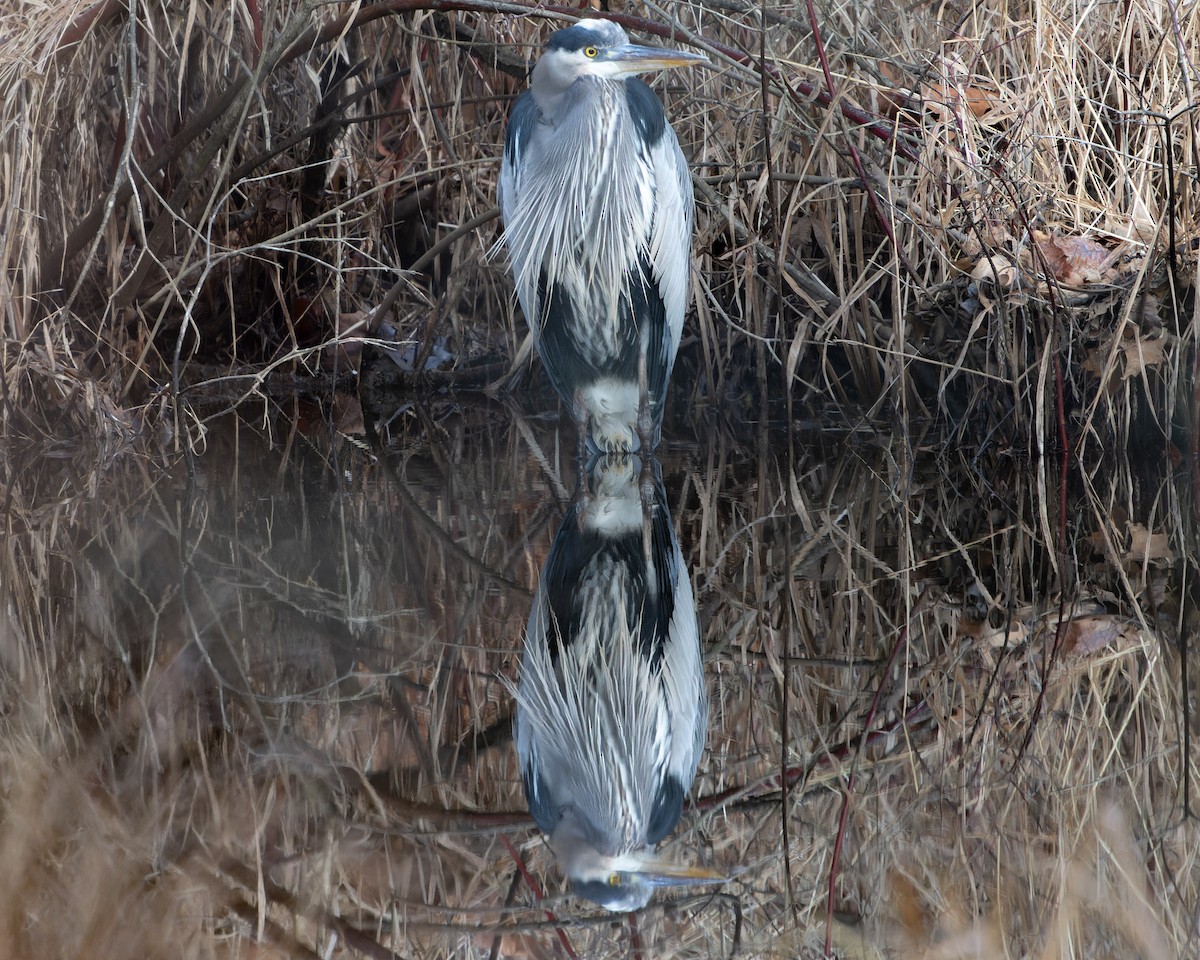 Great Blue Heron - ML612302997