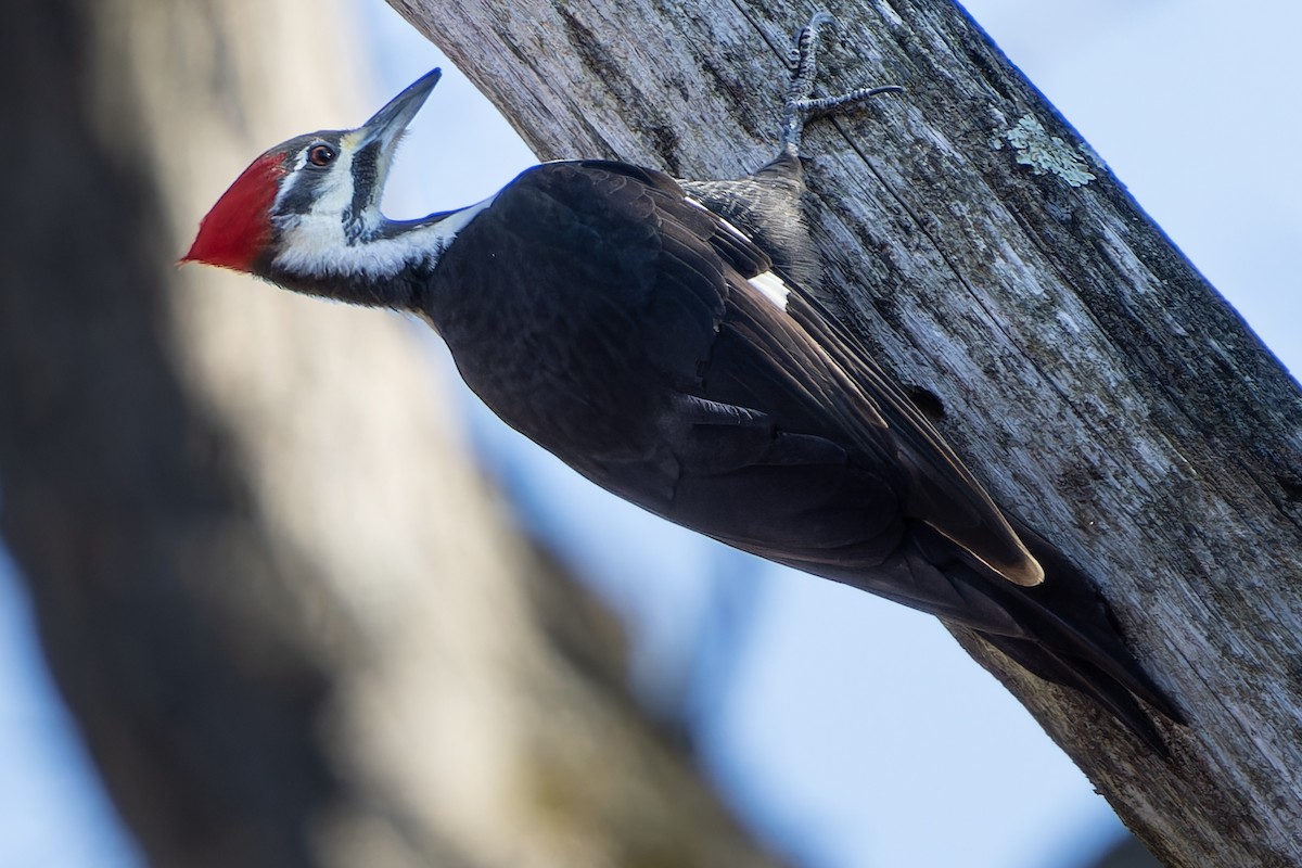 Pileated Woodpecker - ML612303036