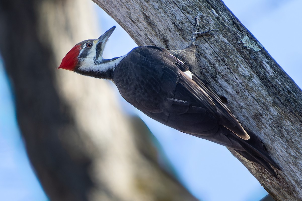 Pileated Woodpecker - ML612303037