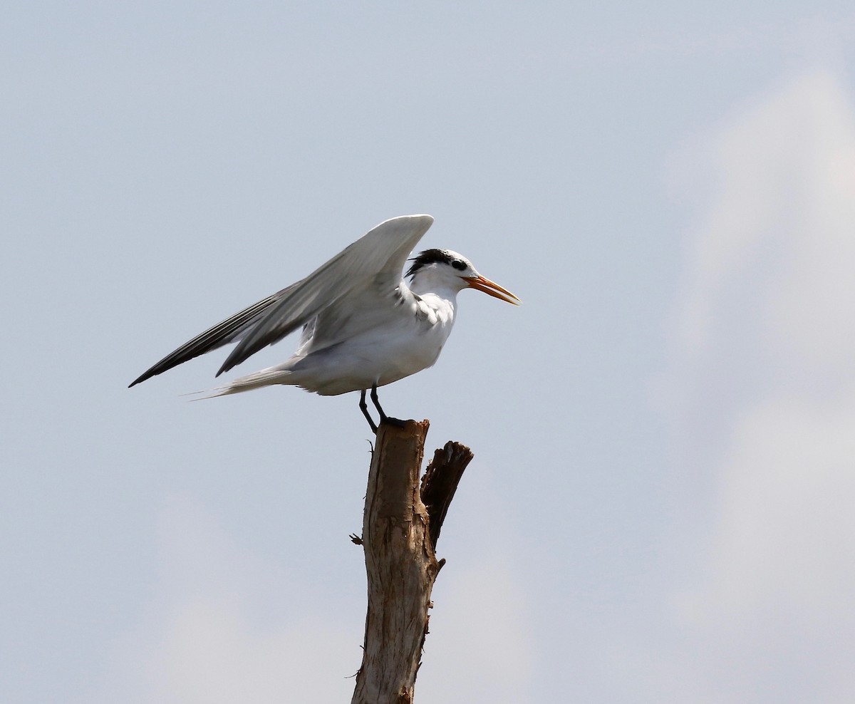 Lesser Crested Tern - ML612303041