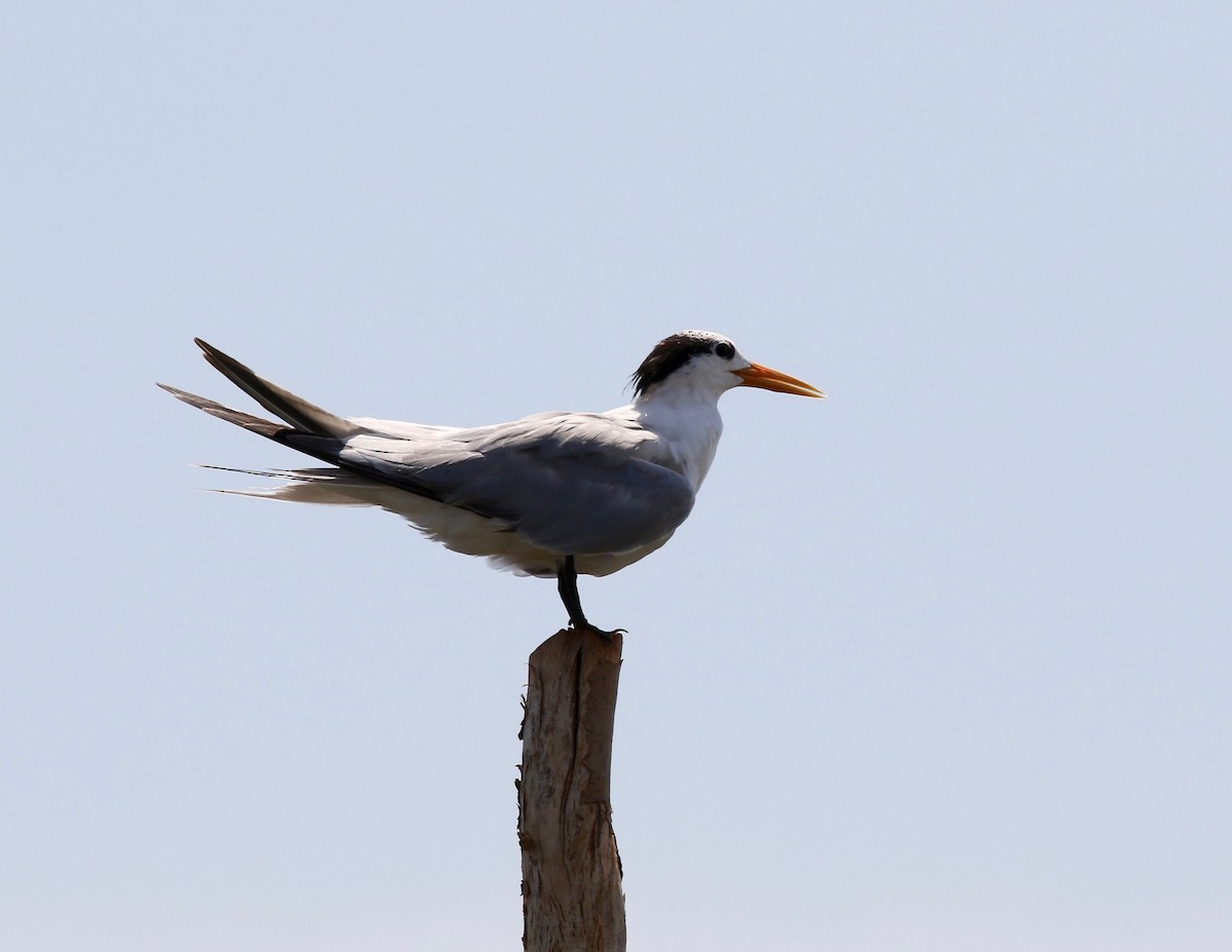 Lesser Crested Tern - ML612303042