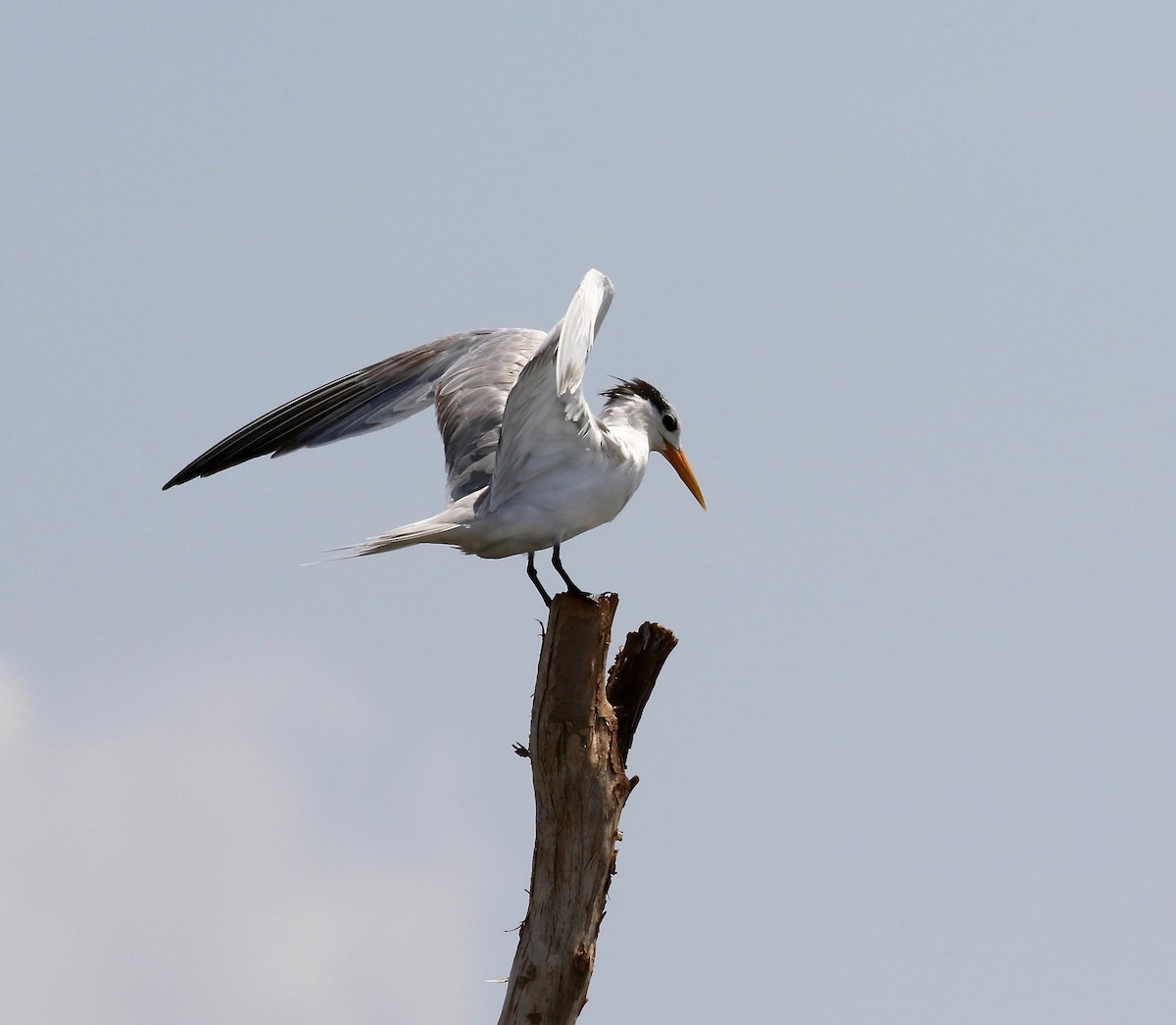 Lesser Crested Tern - ML612303043