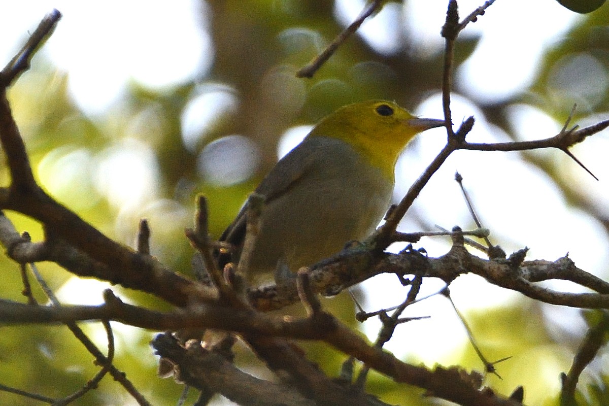 Yellow-headed Warbler - Richard Guillet