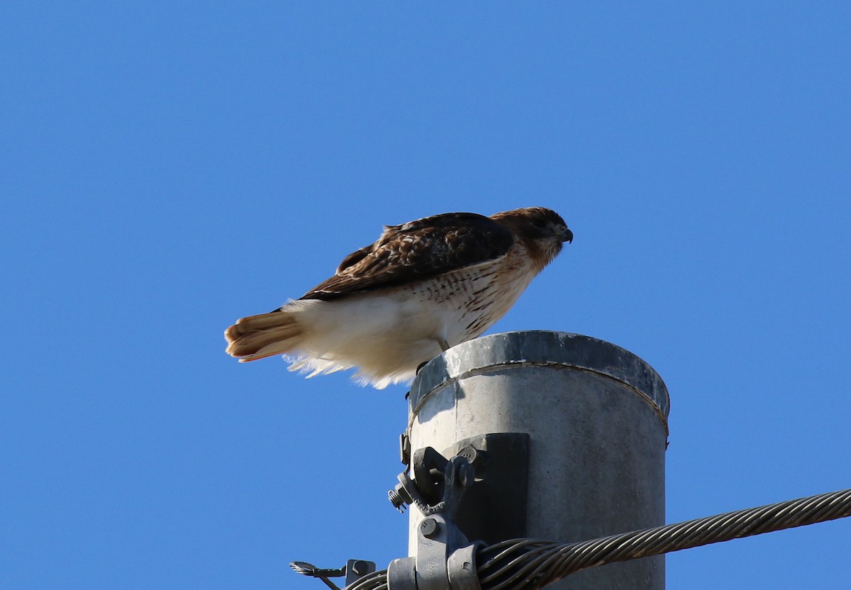 Red-tailed Hawk - Laura Sare