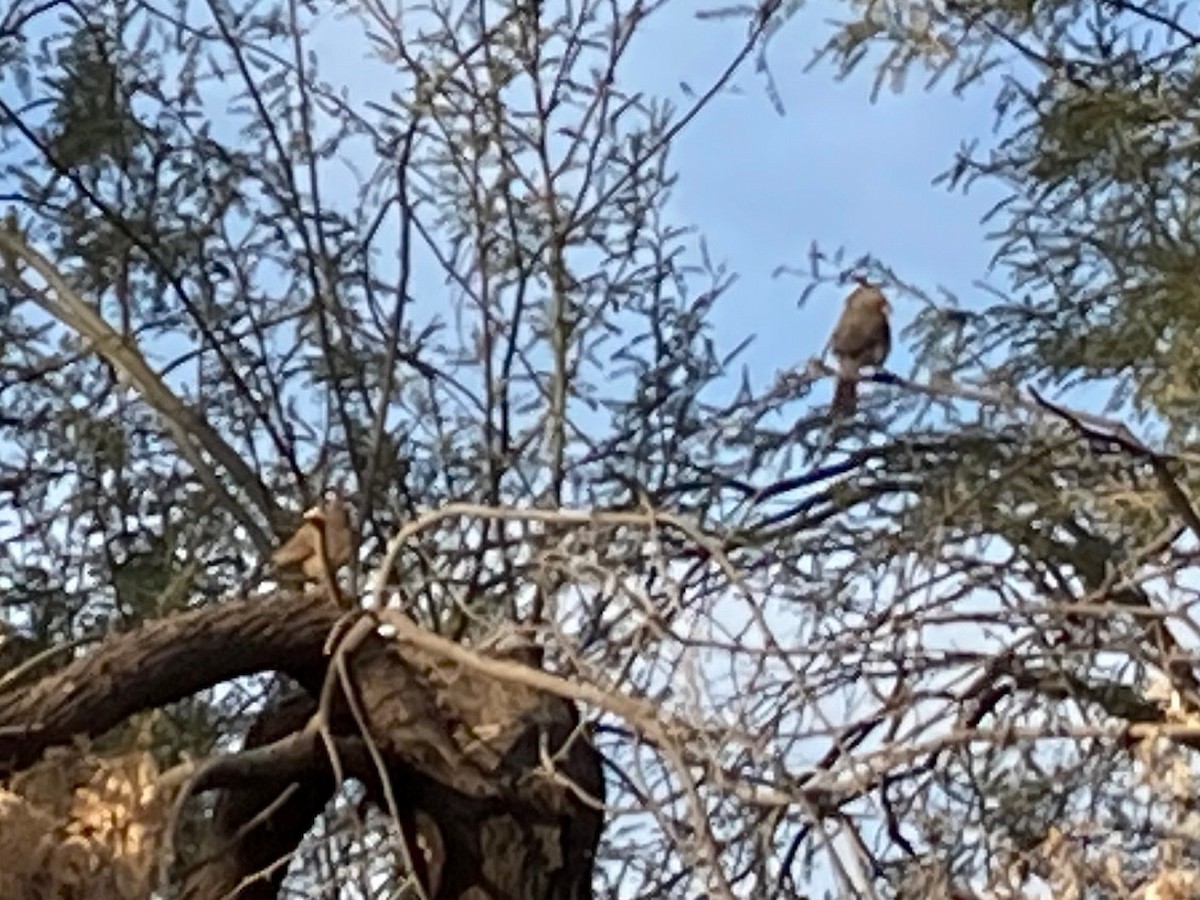 Pyrrhuloxia - ML612303163