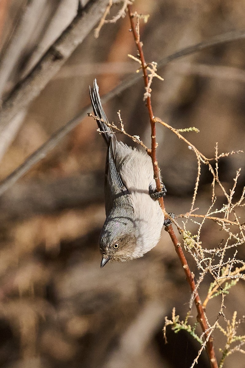 Bushtit - ML612303171