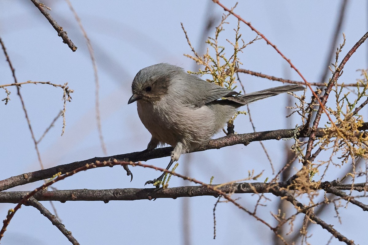 Bushtit - ML612303172