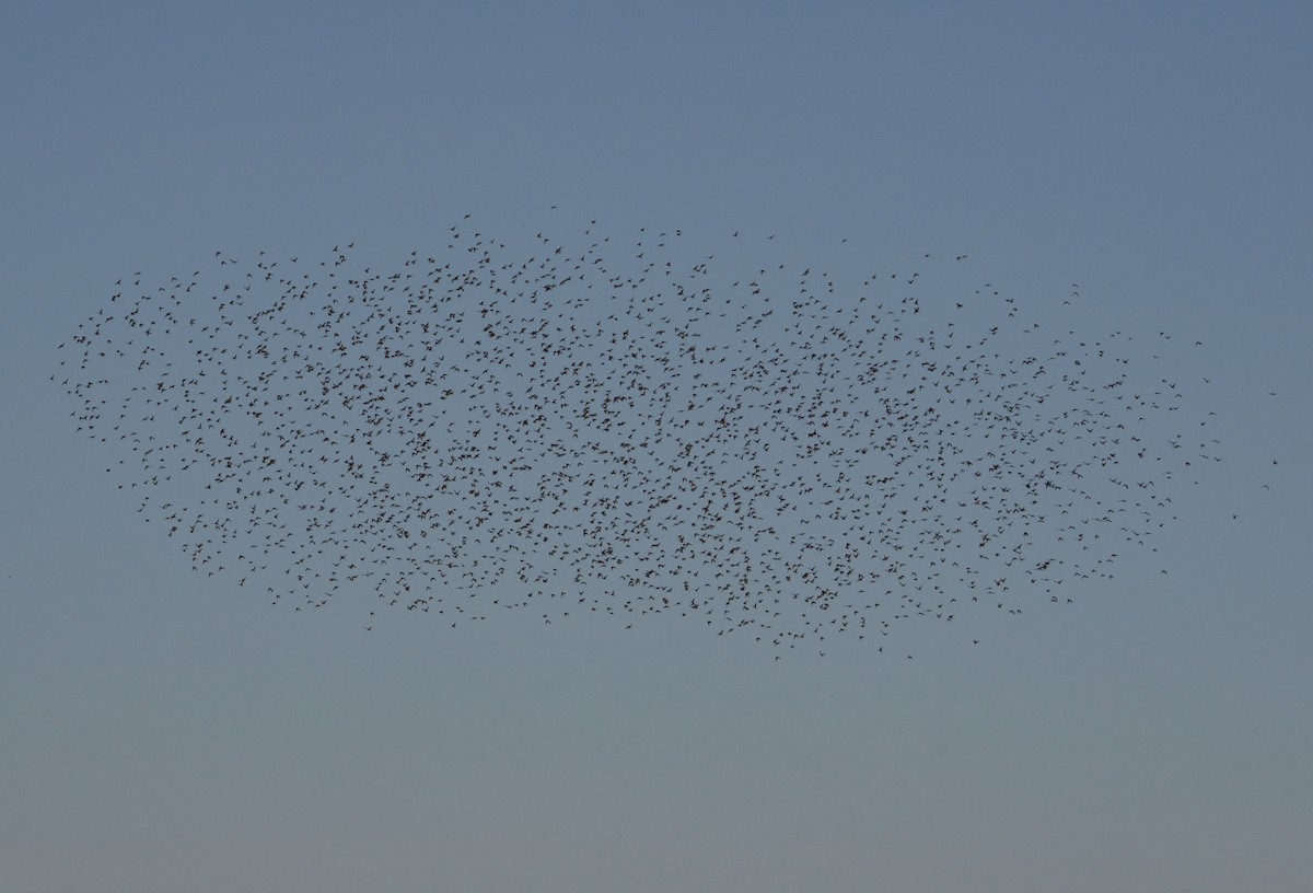 European Starling - ML612303173