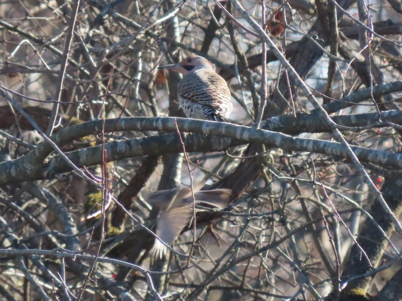 Northern Flicker - Tracy The Birder