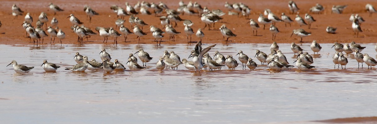 Curlew Sandpiper - ML612303194