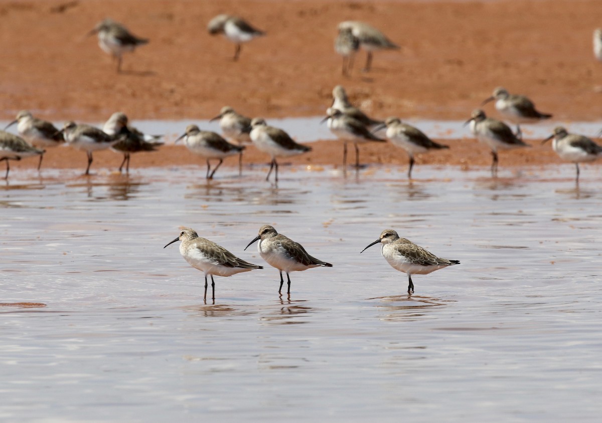 Curlew Sandpiper - ML612303196