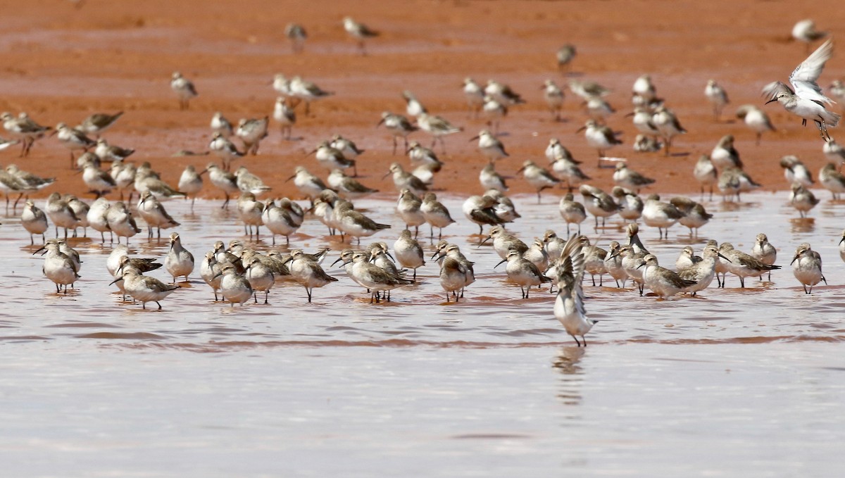 Curlew Sandpiper - ML612303197