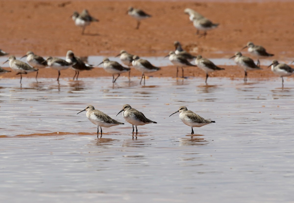 Curlew Sandpiper - ML612303202