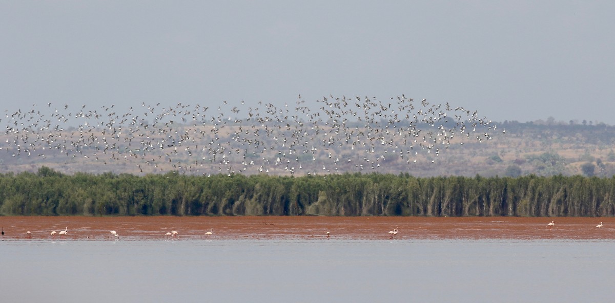 Curlew Sandpiper - ML612303204