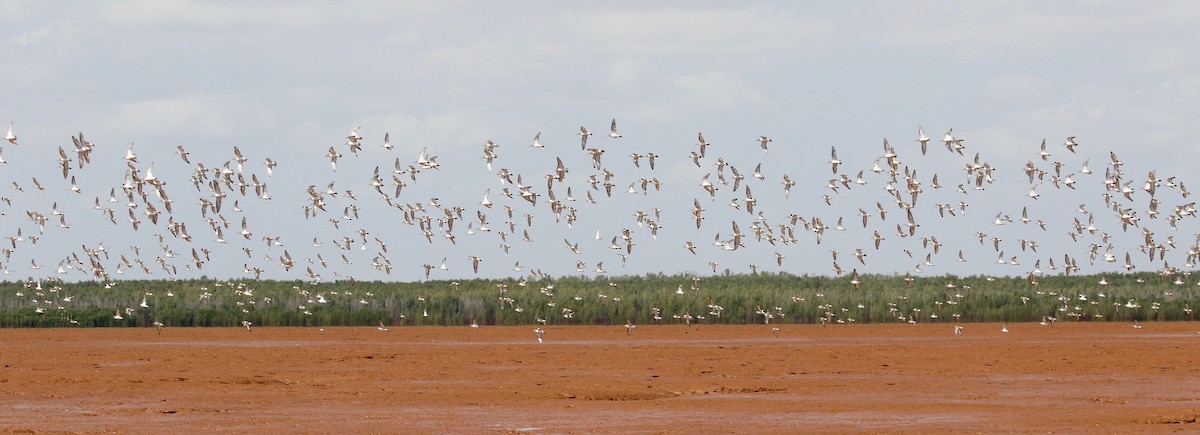 Curlew Sandpiper - ML612303213