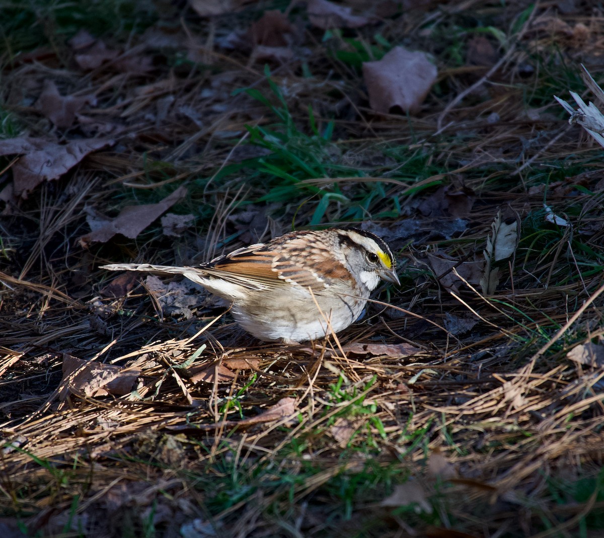 White-throated Sparrow - ML612303242