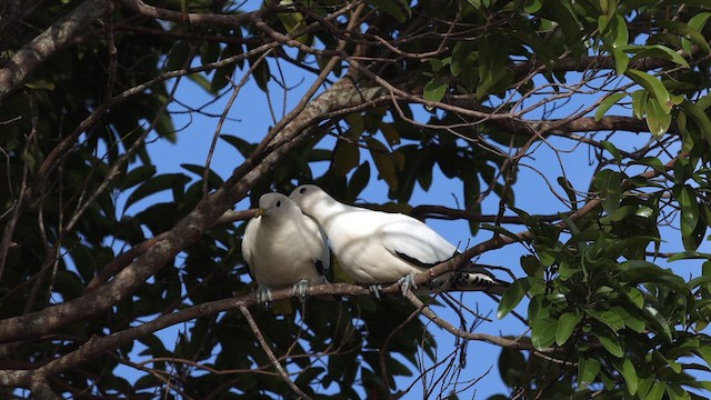 Torresian Imperial-Pigeon - ML612303277