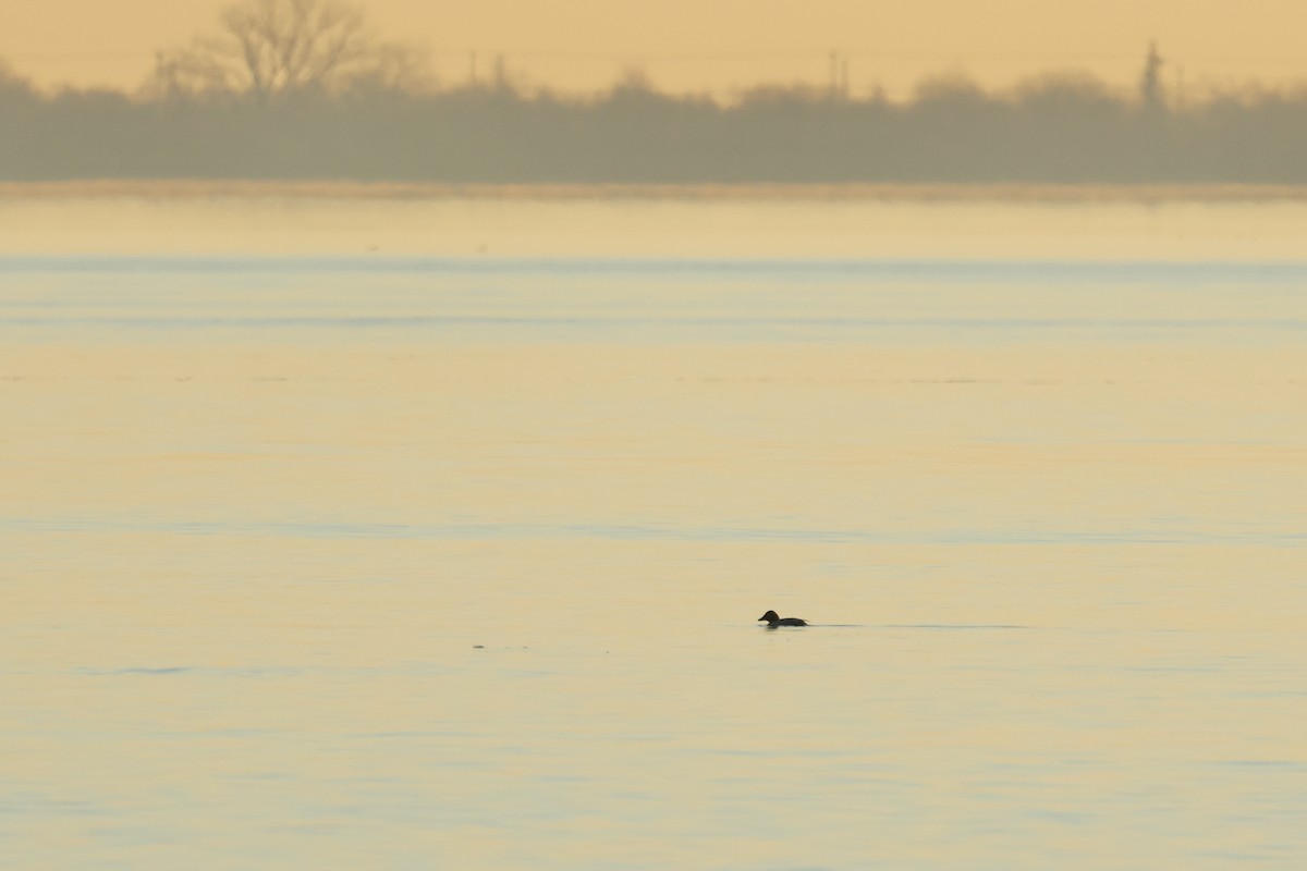 Common Goldeneye - ML612303283