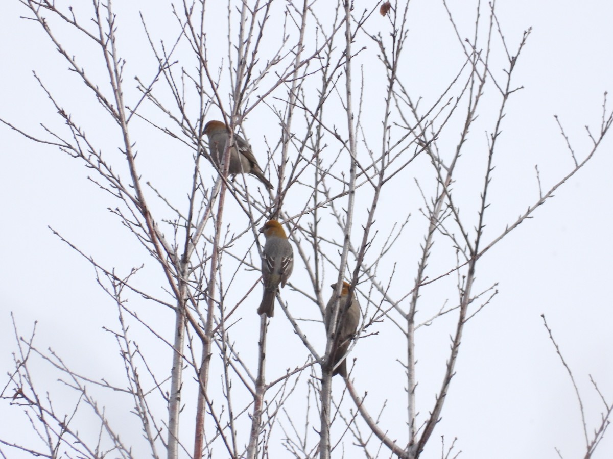 Нарсны шүршүү - ML612303320