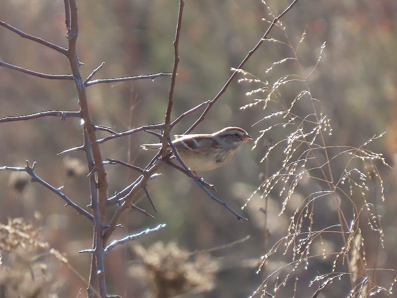 American Tree Sparrow - ML612303353