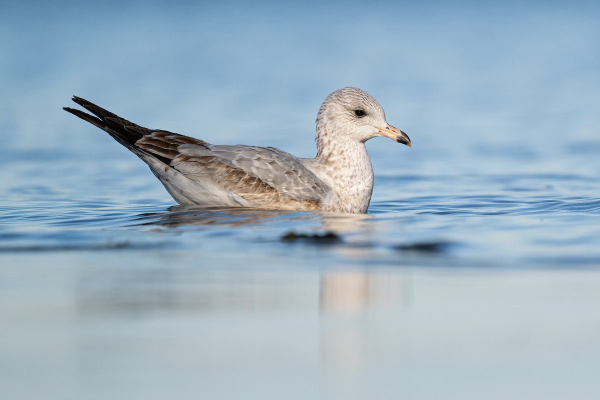 Ring-billed Gull - ML612303357