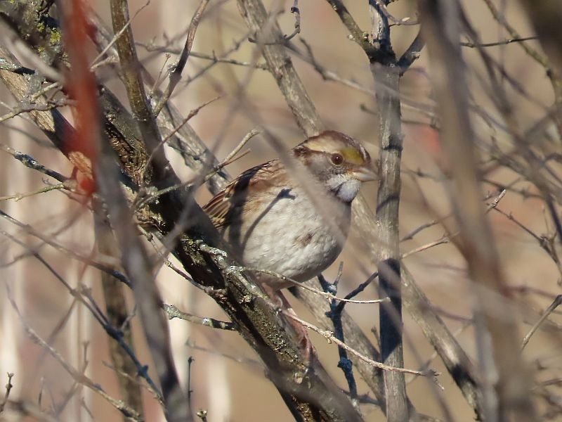 White-throated Sparrow - ML612303364