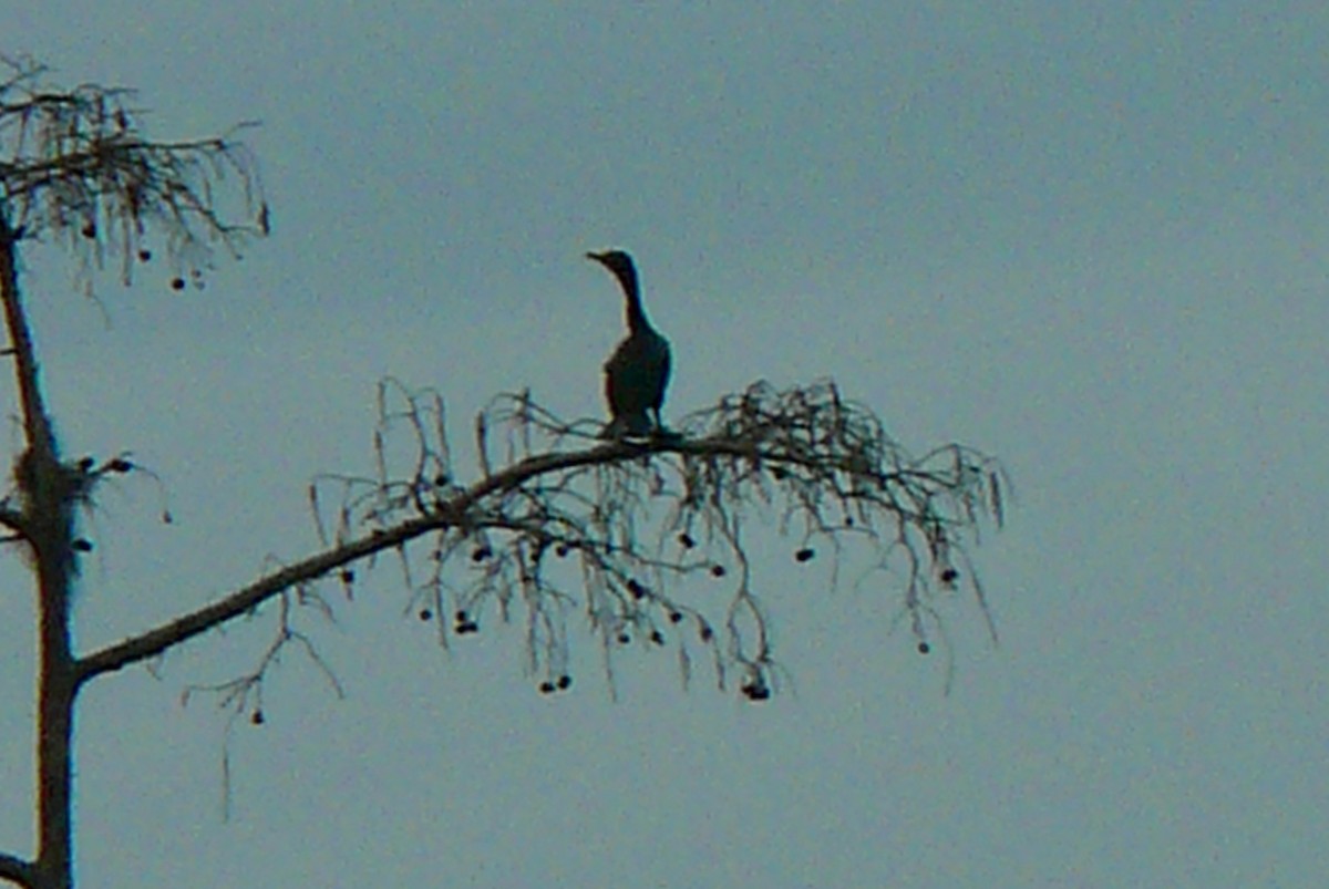 Double-crested Cormorant - ML612303381