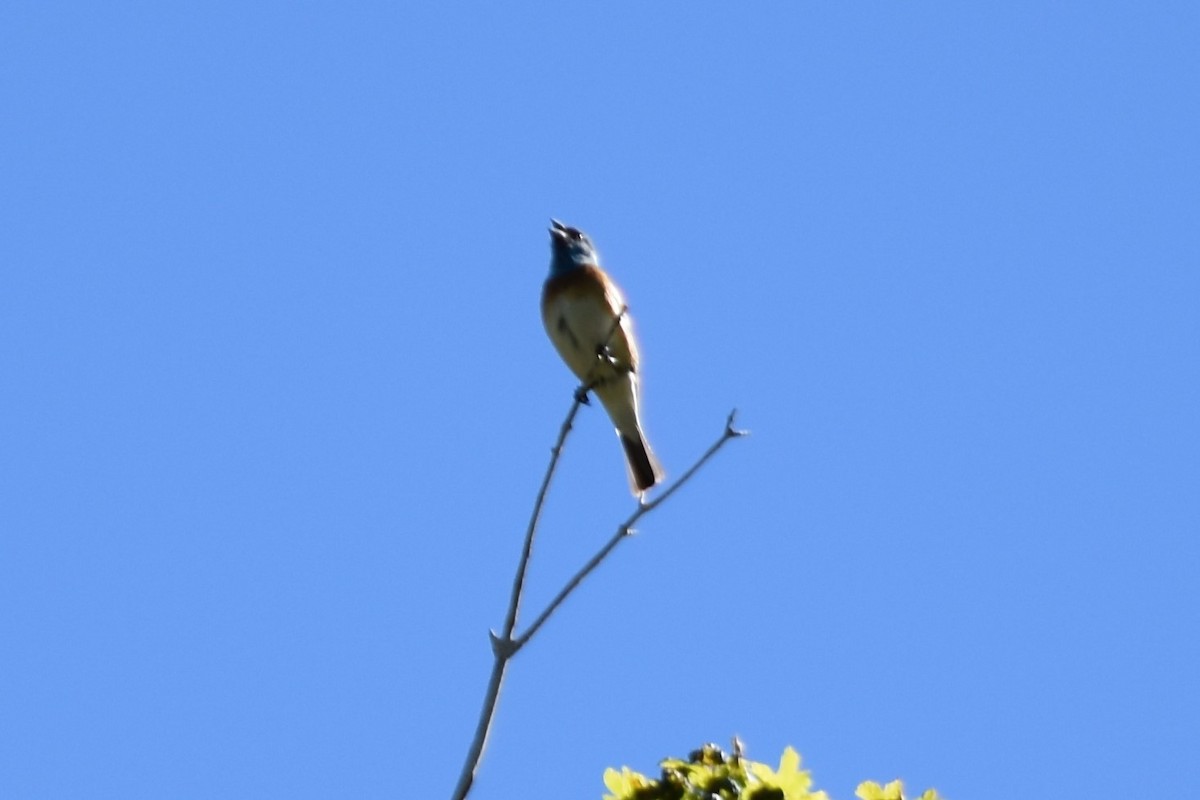 Lazuli Bunting - ML61230341