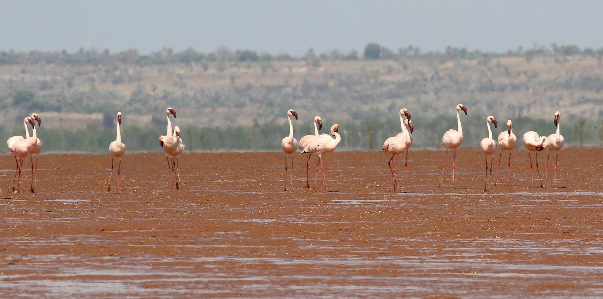 Lesser Flamingo - ML612303420