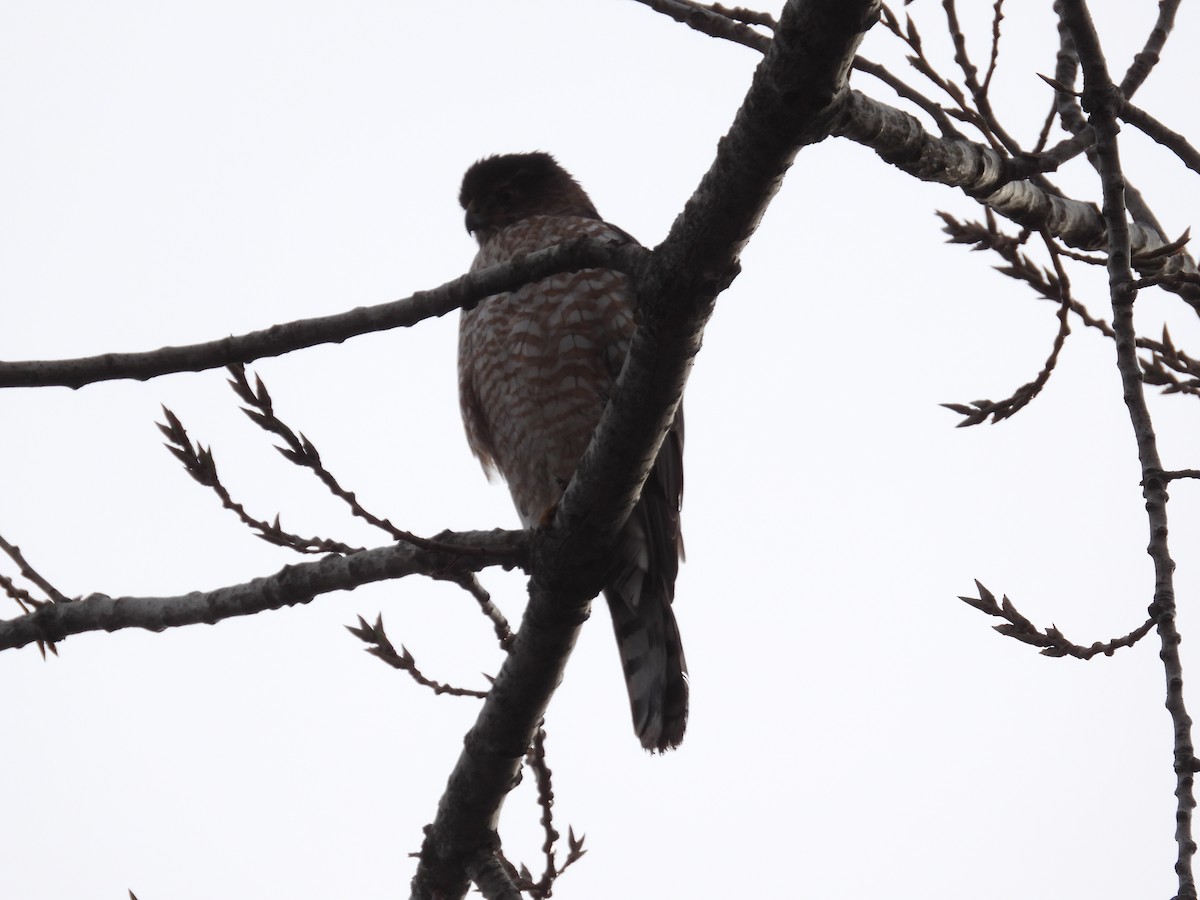 Cooper's Hawk - ML612303464